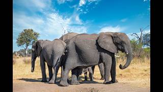 “The Moment a Baby Elephant Was Born… The Herd’s Reaction Is Unbelievable 😳🐘