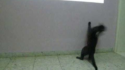 Cat chases a mouse (cursor)