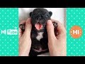 ♥面白いことをしているかわいい犬と猫P32♥面白い動画2018