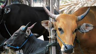 "DNA 101: How's life code shapes Crops and Animals"