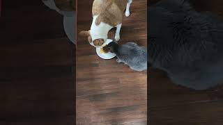 Cat saves dog #cats #dog #catdog #doglover #catlover #cat