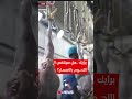 دجاج مسموم وعلف فاسد المنتج الوطني يقتل العراقيين اي نيوز