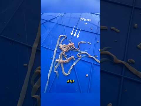 هذا ما تعيشه الطيور داخل أمعائها اكتشف السر