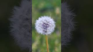 Have you ever wondered why pollen allergies exist? #facts #knowledge