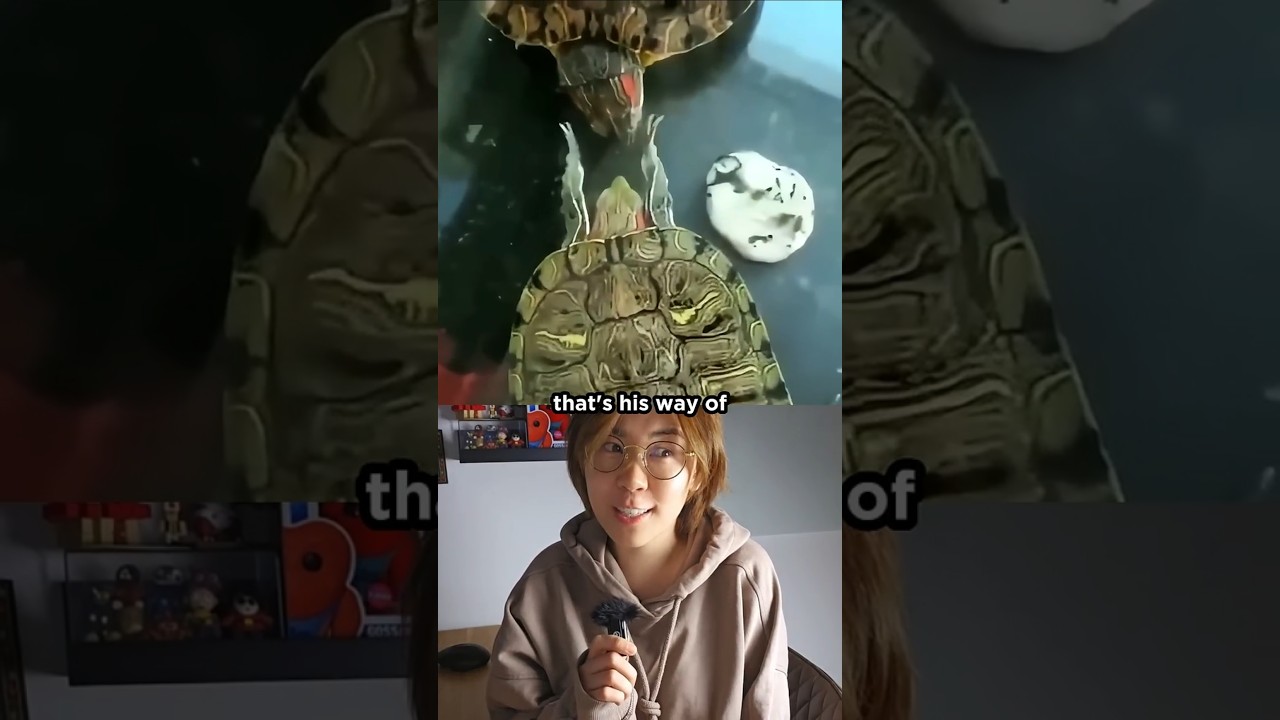 Why do turtles do this? Claw Fluttering