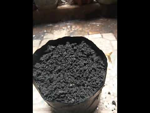 Penanaman dan Semai Biji Saga Herbal terbaik 100% tumbuh tunas