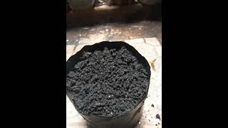 Penanaman dan Semai Biji Saga Herbal terbaik 100% tumbuh tunas