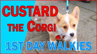 Custard the Corgi Puppy First Day Out