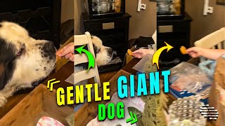 Gentle Dog Carefully Eating Treats off Girl’s Hand