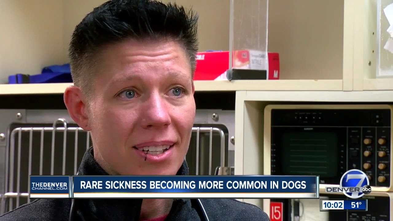 Highlands Ranch family's dog dies of leptospirosis; veterinarian says