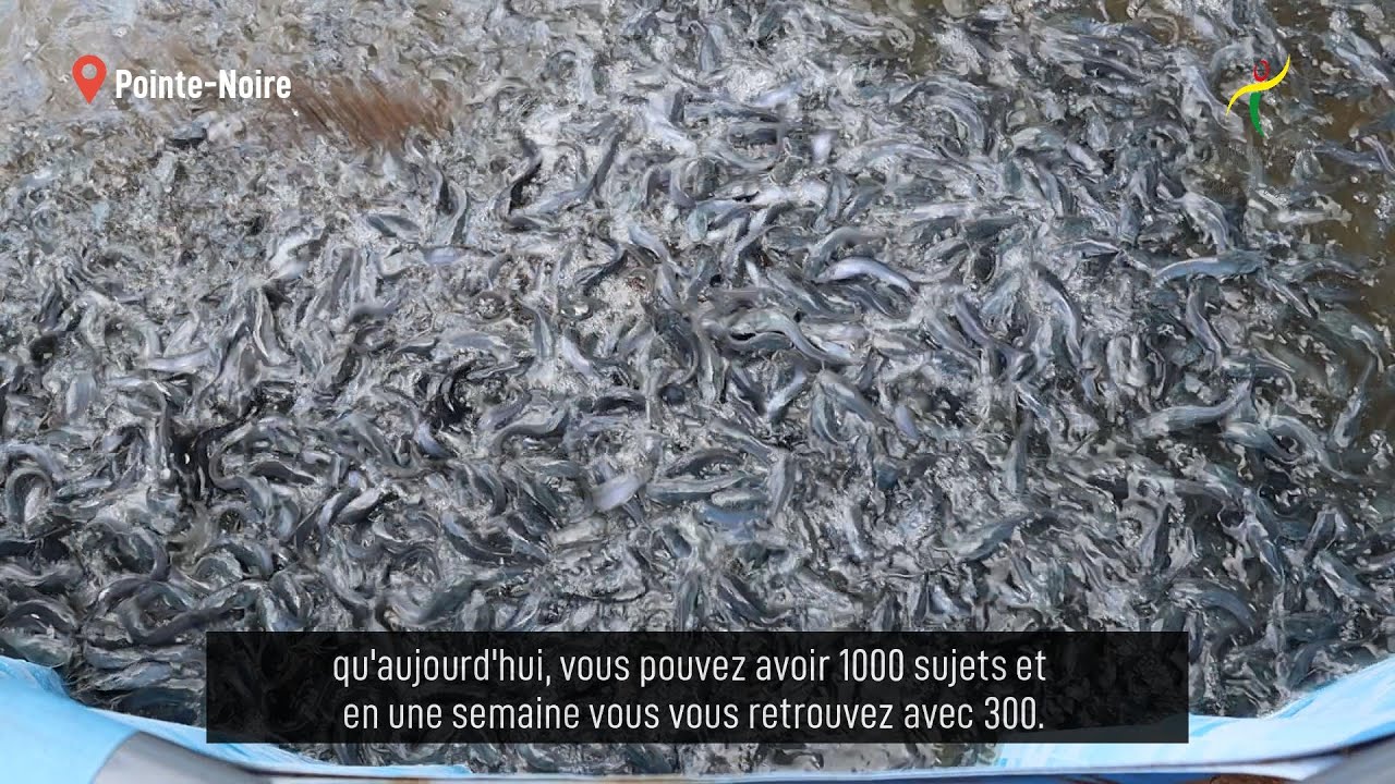 Pisciculture au Congo : un secteur d'opportunités