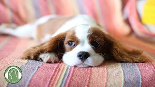 Dog Music  Music to relieve stress and anxiety , Calm music for dogs.