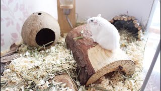 SETTING UP A NATURAL HAMSTER CAGE | IKEA DETOLF | 2019
