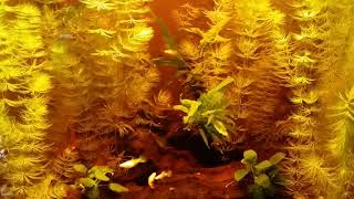 My New Hornwort Planted Aquarium