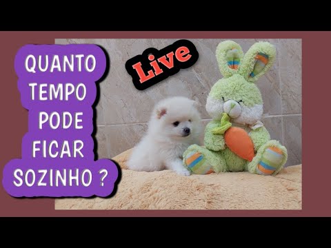 Vídeo: Quanto tempo demora para deixar meu cachorro sozinho?