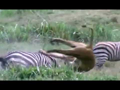 Lions fly, launch dangerous attacks to defeat zebras as fast as lightning