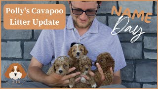 Polly's Cavapoo Litter Update | Name Day! by Cavapoos 3:16 291 views 8 days ago 3 minutes, 23 seconds