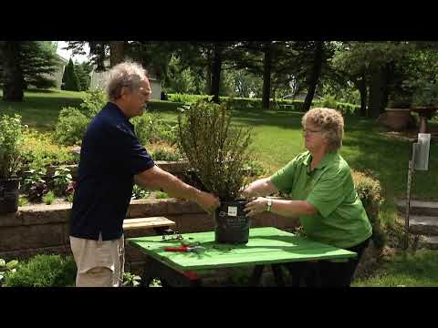Video: Coppertina Ninebark -tiedot - Coppertina Ninebark -pensaan kasvattaminen