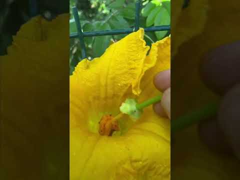Video: Calabaza polinizadora a mano: Cómo polinizar plantas de calabaza a mano