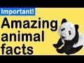Amazing facts about animals