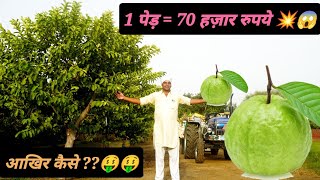 एक पेड़ = 70 हज़ार रुपये || अमरूद से सालभर कमाई || Guava Farming || Hello Kisaan