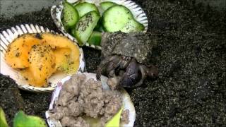 Hermit crabs eating and bathing (HD, close up)
