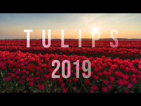 Tulip Timelapse Netherlands 2019 - 4K