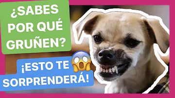 ¿Cómo reacciono cuando mi perro me gruñe?