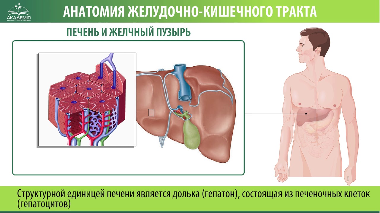 Печень и желчный пузырь