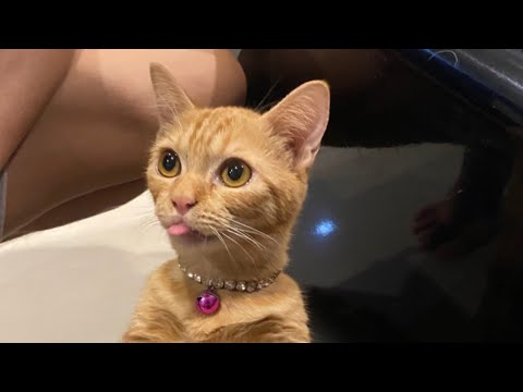 แมวกูเท่กว่ามึงอีก - CYANIDE X NINJA X MAXLERR