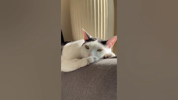 Watch the video about Cat vs Tiger #cat #catvideos #funny #cute #catfunny #tiger #memes #shorts #flexbalam