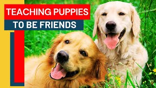 How To Socialize Your Puppy With Other Dogs?