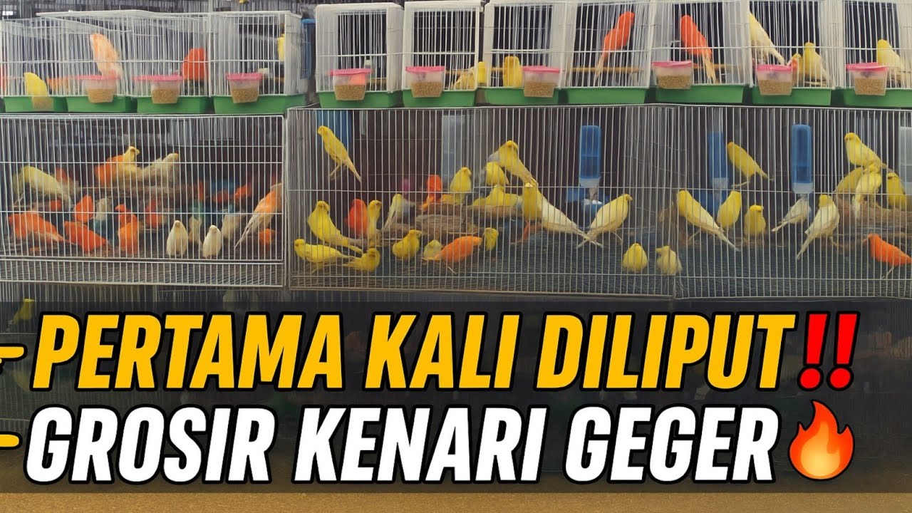 PERTAMA KALI DILIPUT‼️ DKM BIRDSHOP KALIDERES🔥GROSIR KENARI TERBESAR OMBYOKAN & PARTAIAN MURAH GEGER