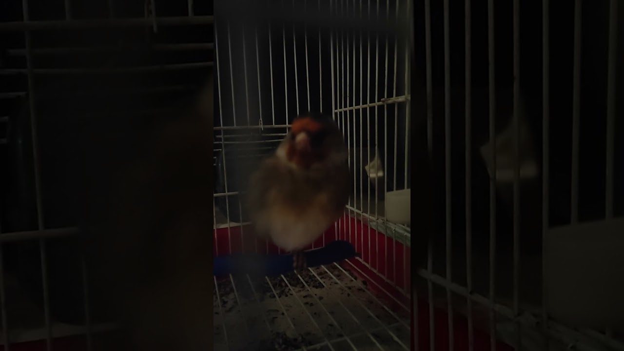 Καρδερινοκάναρο 2025!!!!!!