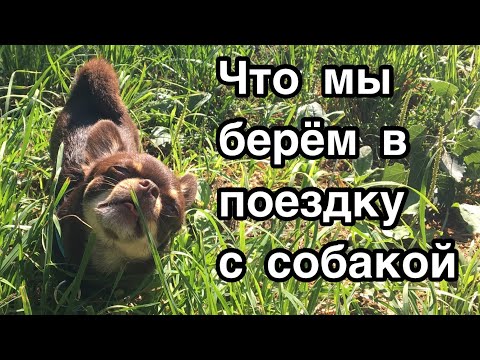 Что я беру в поездку с собакой. Уезжаем на 10 дней!