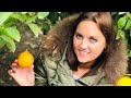 Узбекистан.Почему узбекcкие лимоны считаются лучшими в мире??!!