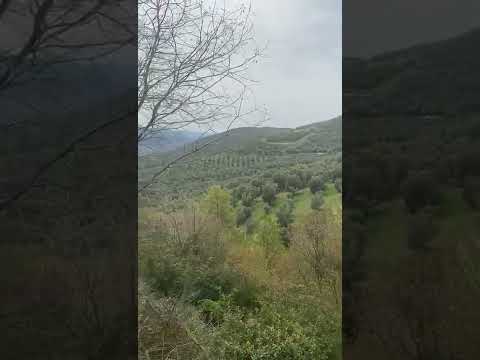 جبل مزروع زيتون للبيع في بورصة