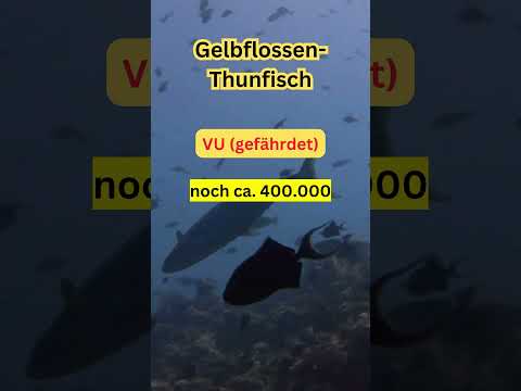 Video: Sind Gelbflossenthun und Ahi-Thunfisch dasselbe?