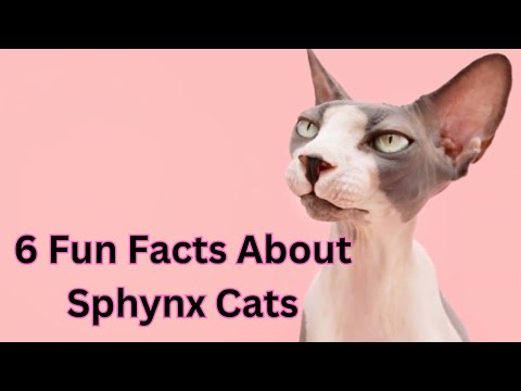 Sphynx Cats 101: