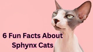 Sphynx Cats 101: 6 Fun Facts Unfurled!
