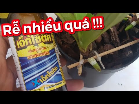 cách sử dụng thuốc kích rễ exotic