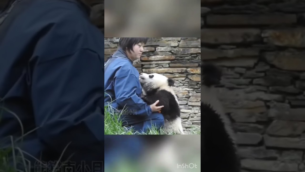 ワンちゃん日常#子供みたいのパンダちゃん🤣🤣❤️😍