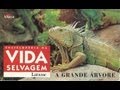 Vida Selvagem - A Grande Árvore - Parte 1 / 5