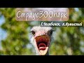 Сафарипарк Страусзоопарк пос. Кумысный - Челябинская область #страусзоопарк