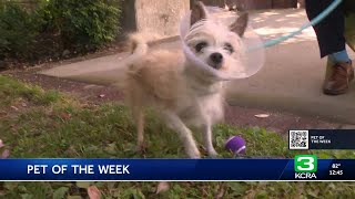 Pet of the Week for May 21: Meet Gizmo