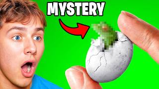 He Hatched Mystery Eggs from Pet Store