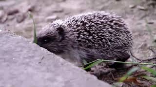 Ёжик. Hedgehog