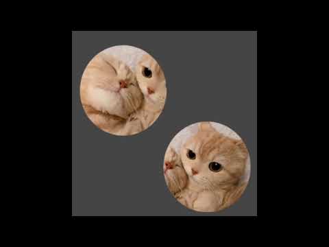 Matching Pfp Cat Images - Matching Pfp Cat Aesthetic Matching Pfp Ideas  (@pfp)