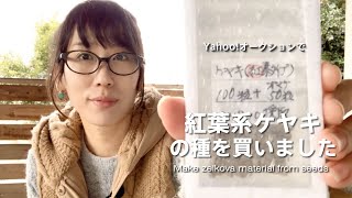 Yahoo!オークションで紅葉系ケヤキの種を買いました【キミのミニ盆栽びより】Introduction of zelkova seeds bought at Yahoo! Auction