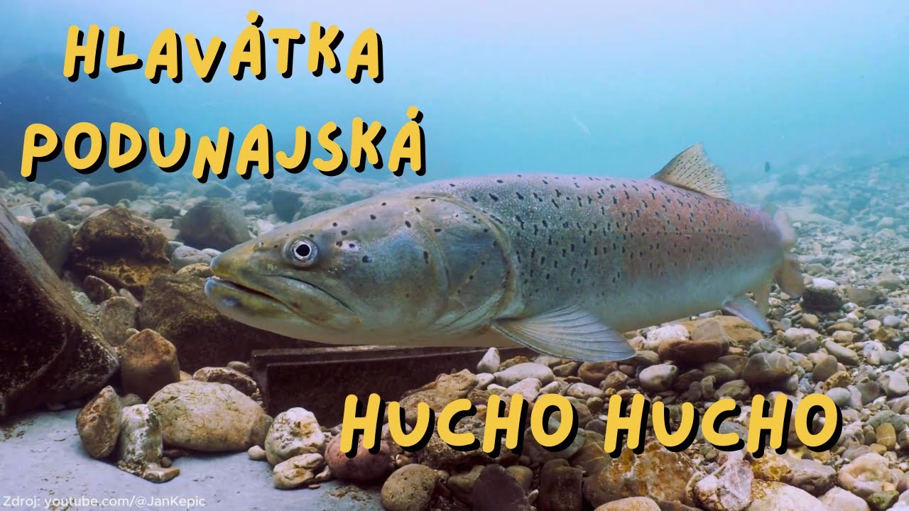 Hlav tka Podunajsk Hucho Hucho Poklad Na ich Riek YouTube hlav-tka-podunajsk-hucho-hucho-poklad-na-ich-riek-youtube